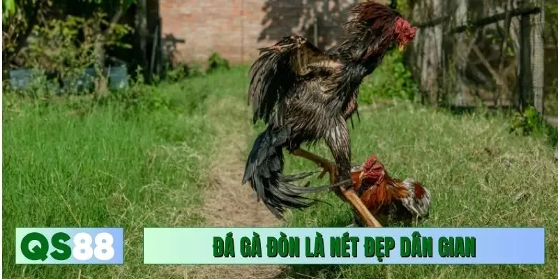 Đá gà đòn truyền thống là nét đẹp dân gian lâu đời