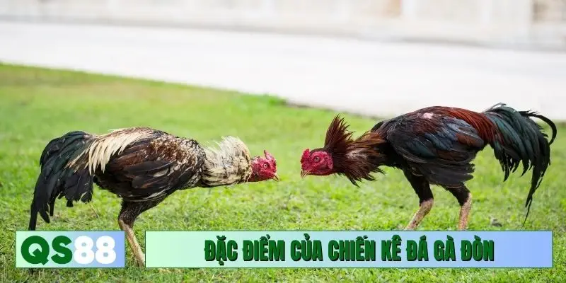 Đặc điểm của chiến kê đá gà đòn truyền thống