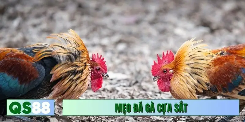 mẹo đá gà cựa sắt