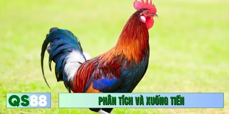 Phân tích mẹo đá gà cựa sắt và xuống tiền
