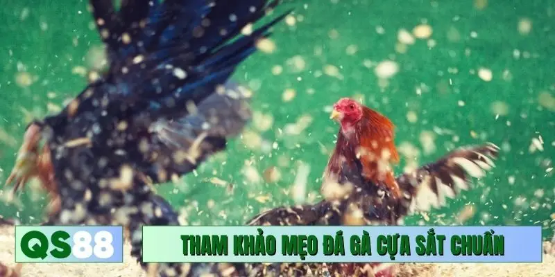 Tham khảo mẹo đá gà cựa sắt chuẩn
