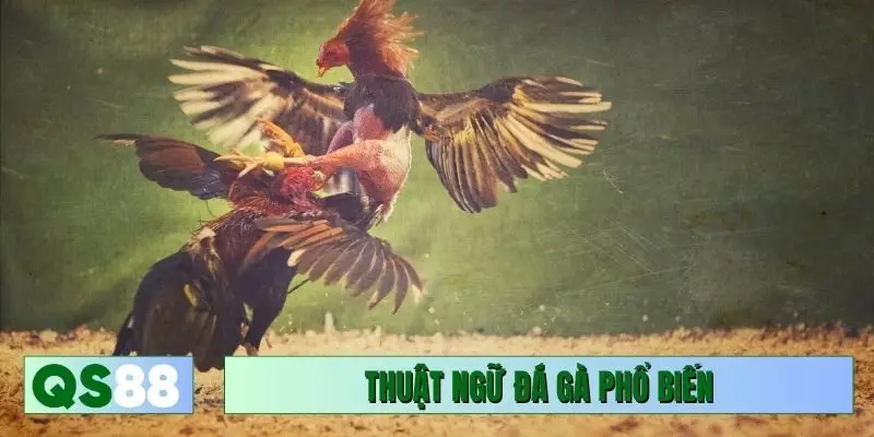 thuật ngữ đá gà phổ biến