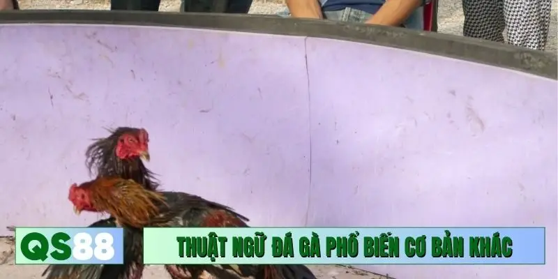 Vài thuật ngữ đá gà phổ biến cơ bản khác nên biết