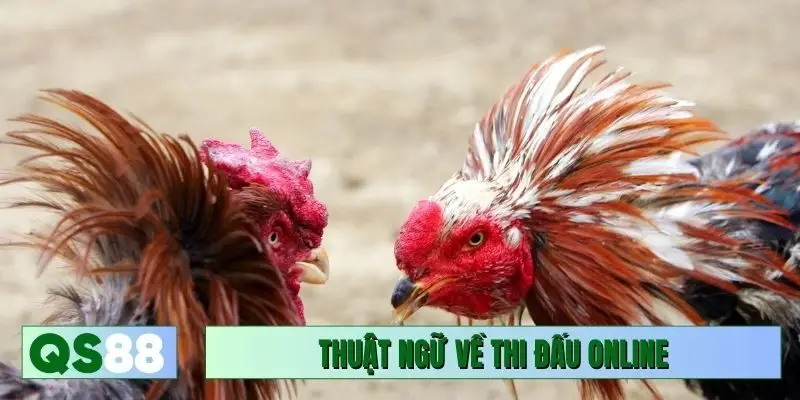 Các thuật ngữ đá gà phổ biến về thi đấu online