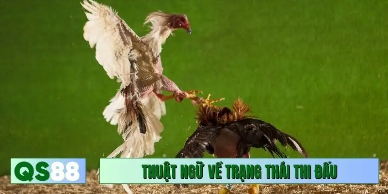 Top thuật ngữ đá gà phổ biến về trạng thái thi đấu