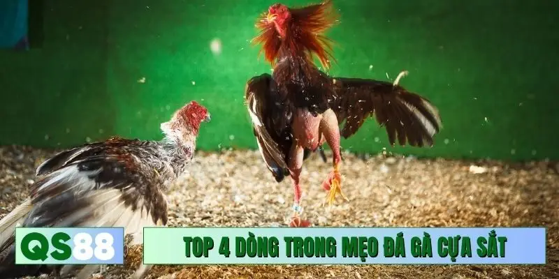Top 4 dòng vượt trội trong mẹo đá gà cựa sắt