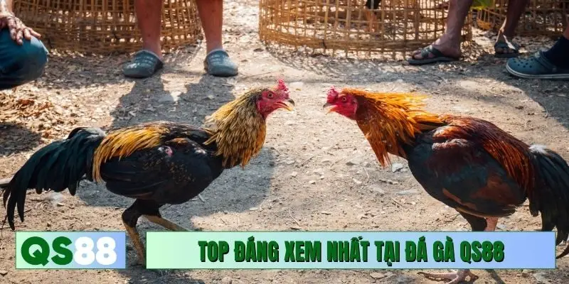Top loại hình đáng xem nhất tại đá gà QS88