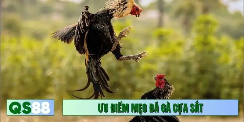 Ưu điểm mẹo đá gà cựa sắt
