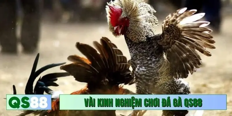 Vài kinh nghiệm chơi đá gà QS88